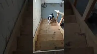 #compilation #funny #animals #viral #shorts #viralshorts #animalsfunny #hearttouching