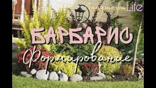 Барбарис формирование