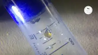 A sneak peek at Solenopsis fugax colony
