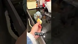 Meine Haustiere lieben Brot über alles 🐾 ❤️
