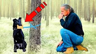 A dog abandoned in the forest was holding a strange letter. After reading it, the old man began to c