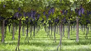 Wine Star Marilisa Allegrini: Historic Valpolicella