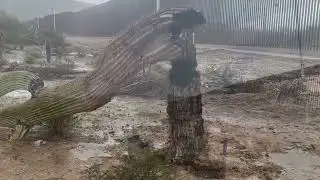 Border Wall Saguaro Deaths