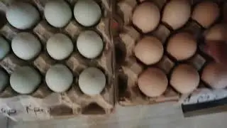 Вес яиц перед инкубацией.