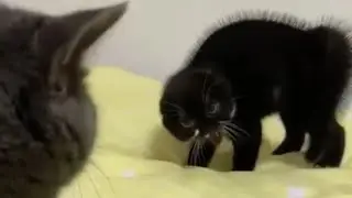 Самое СМЕШНОЕ видео с ЖИВОТНЫМИ#смешныепитомцы#смешныекоты#смешныесобаки#коты#котята#прикольноевидео