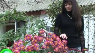 Алие - птичка певчая.