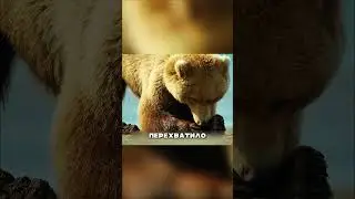 A barely alive mother bear tried to feed her cubs😱