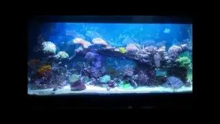 Reef Tank History.