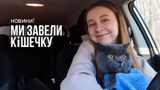 МИ ЗАВЕЛИ КІШКУ 😍 Марсі їде з нами у Київ! Дорога і адаптація нового друга
