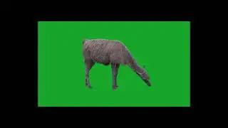 Alpaca on Green Screen effect video