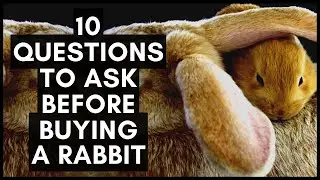 10 Questions to Ask a Breeder Before Buying a Rabbit (Part 1)