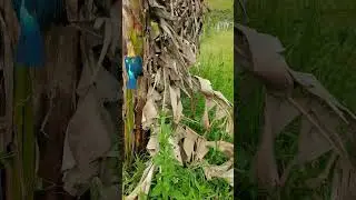 SI BURUNG RAJA UDANG MENANCAP DI POHON PISANG 