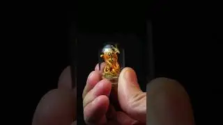 Tiny Octopus 🐙 