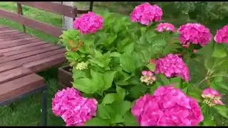 Летняя прививка зелёное в зелёное , обзор сада .