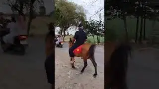 KEREN ... KUWU KARANGMAJA NAIK KUDA