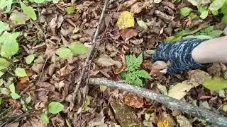 Вылазка на природу | В поисках грибов🍄‍🟫#выживание #мотивация #психология