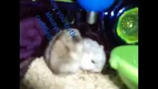 Memory of Chip and Snowball