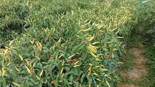 manfaat fungisida terhadap perlakuan untuk cabe rawit Maruti f1
