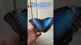 6 Facts about African Swallowtail Butterfly #shorts #butterfly #chad