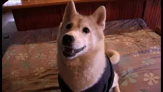 Husky's Reaction to Super Bowl LIII  New England Patriots defeat Los Angeles Rams