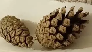 Зимний танец сосновых шишек