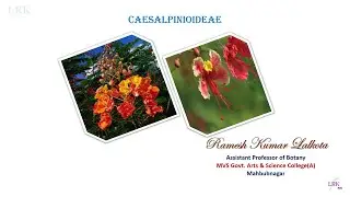 Caesalpinioideae Family
