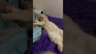 Только начали смотреть … и так всегда🤦🏻‍♂️ #animals #cat