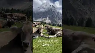 Alpine cows are worth hiking for #travel #dolomites #italy #cows #hiking #alpinecows