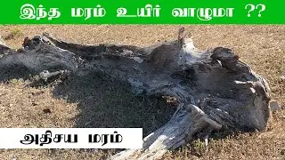 இந்த மரம் உயிர் வாழுமா ?    |   அதிசிய மரம்    |   Wonder Tree In Tamilnadu   |    #amazive
