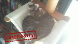 Kitten Cam!