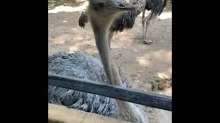 Ostriches 😊#nature #subscribe #ostrich
