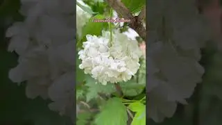 ПРИРОДА В ГОРОДЕ // ВЕСНА // ПЕНЗА // МАЙ 2023 ГОД 