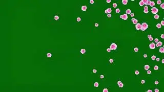 No copyright video green screen transition flower is falling