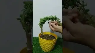 Jade Topiary/ Topiary/Jade/ #jade #topiary #hildacrafty #gardendecor