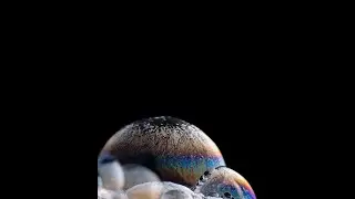 SOAP BUBBLE | Macro Photography | UTD Imagery | Sony A7