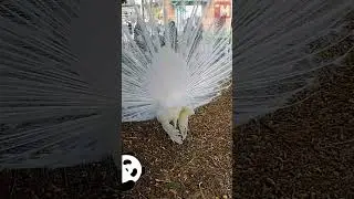 Блондин павлин