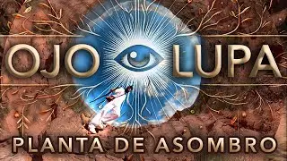 Third Eye - Planta de Asombro ft Los Tercermundistas