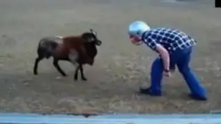 fTry not to laugh funny animals 2021