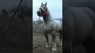 instagram/buzkashi.official


