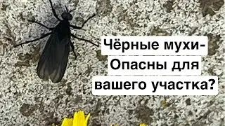 Чёрные мухи. Стоит ли переживать за свой огород?