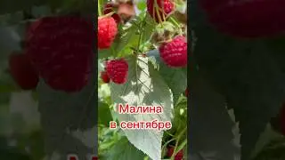 Что сделать, чтобы ягоды малины были крупными 🍓#малина #дачныесоветы #дача 🍓