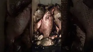 Первая рыбалка, я ни ем рыбу🤦‍♀️