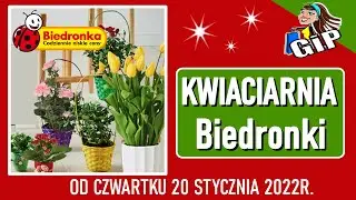 BIEDRONKA | Offer from Thursday, January 20, 2022 | Biedronka Flower Shop | Cheap Flowers