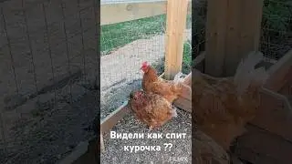 #прикол #смешно #смешные #животные #курица #
