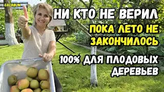 Ни кто не верил пока не закончилось лето / 100% способ как защитить деревья от вредителей @galabum
