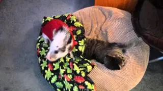 Little pig moves cat.