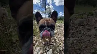 Собаки дочекалися! Сезон розпочався!