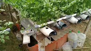 Belajar tanam seledri sistem hidro ponik di samping rumah.