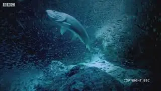 Epic SCUBA Diving Through Schools of Millions of Tiny Fish
