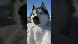 ШАМАН ЗВЕЗДА ЮТУБА